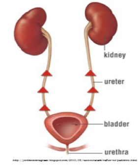 Riflusso vescico-ureterale