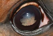 Horses with Recurrent Uveitis (ERU)