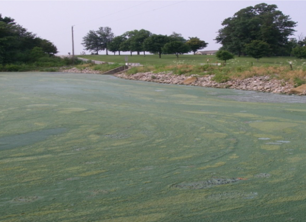 Blue-green algae bloom