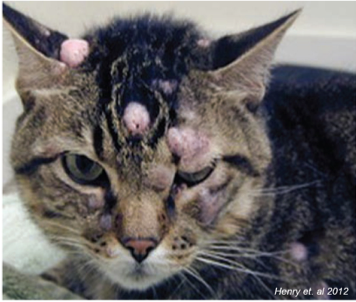 feline cutaneous mast cell tumors