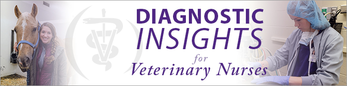 veterinary nurse news