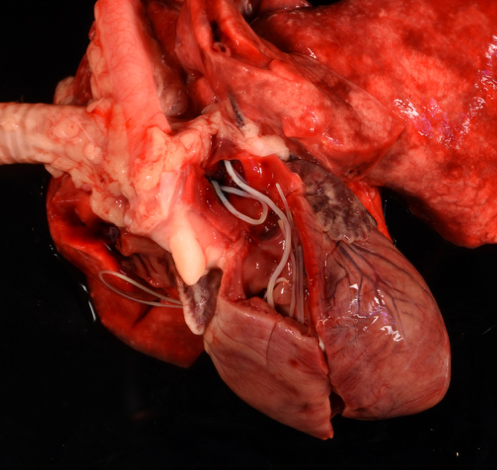 Multiple D. immitis worms within the right ventricle and extending into both pulmonary arteries of a cat.