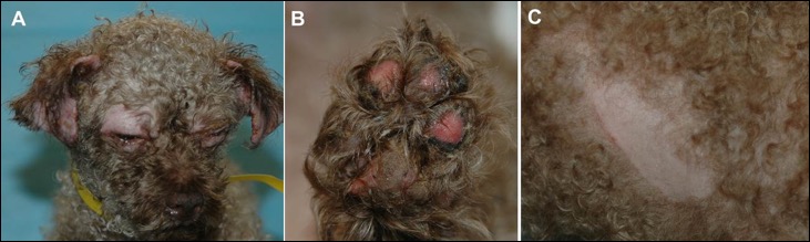 Canine Ischemic Dermatopathy