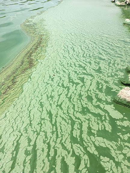 algae bloom 