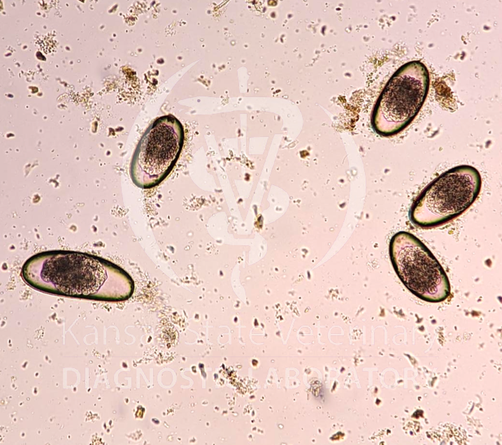 figure 2 pinworms