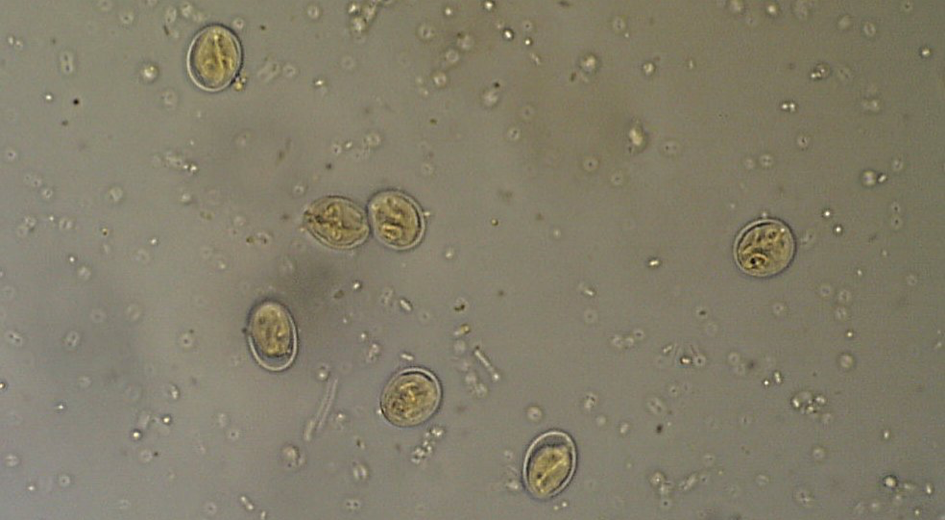 giardia cyst in fecal float