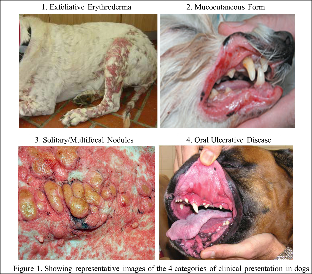 What are the First Signs of Lymphoma in Dogs  