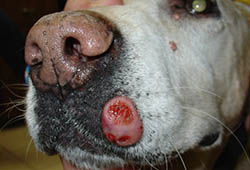 what does a mast cell tumor on a dog look like
