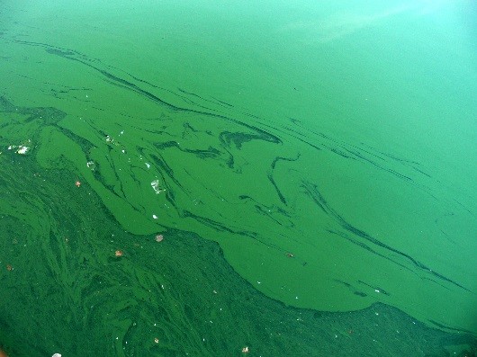 Blue-green Algae: Be Aware of the Risks