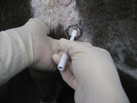 Skin Biopsy Results